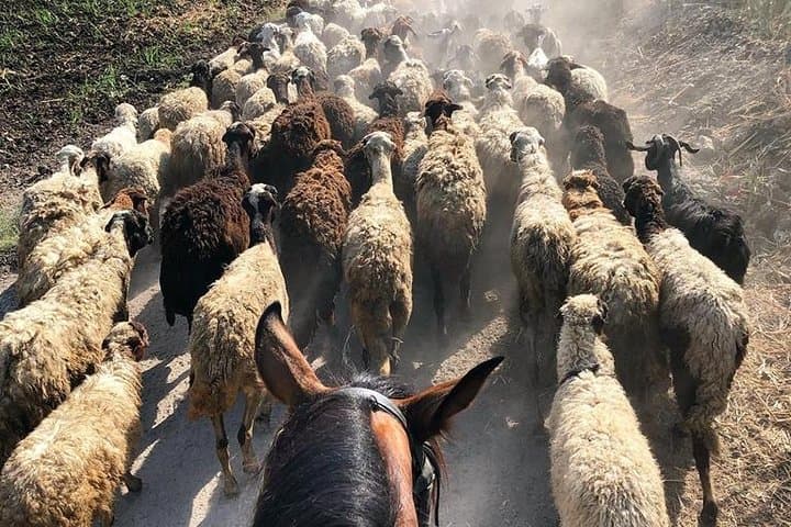 Rural Horse Riding Adventure