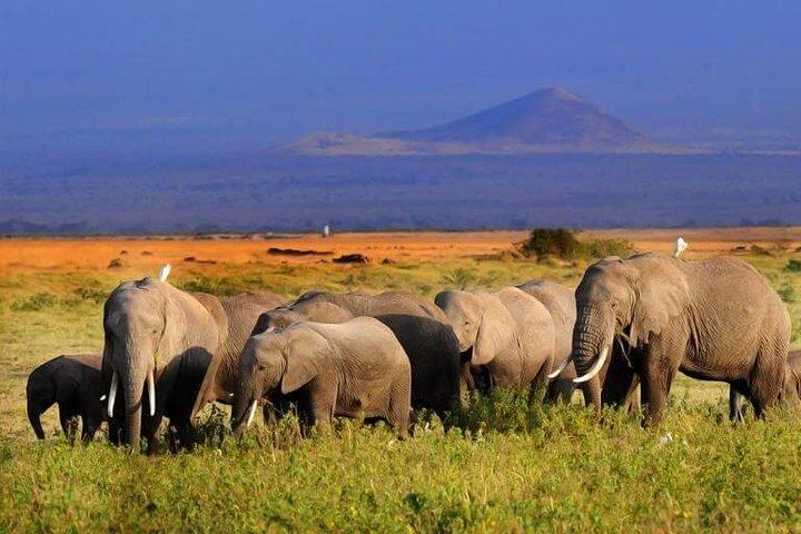 5 Days Maasai mara, Lake Nakuru, samburu private lodge safari
