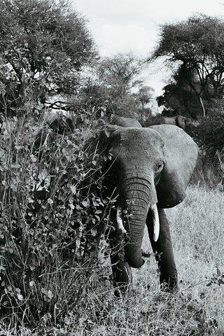 4 Days Tanzania Lodge Safaris