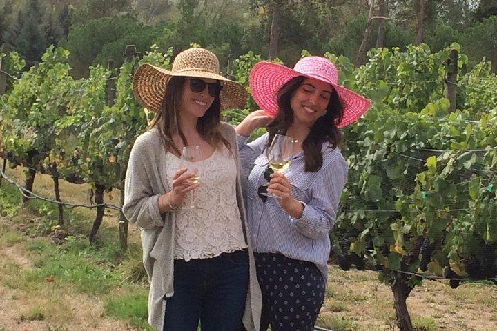 Full-Day Wine Gourmet and Scenic Delight Tour of Marlborough from Blenheim