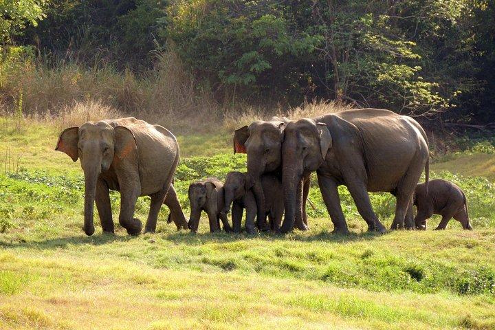 Afternoon Safari to Wasgamuwa National Park