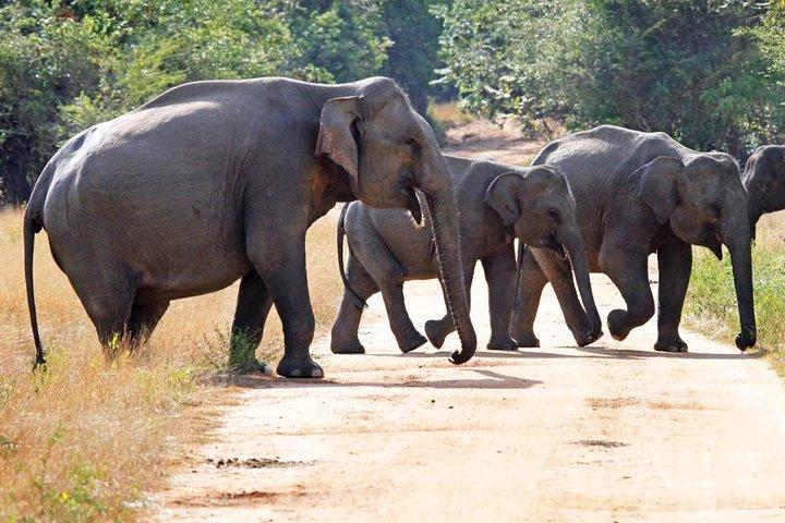 Afternoon Safari to Wasgamuwa National Park