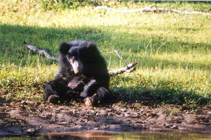 Afternoon Safari to Wasgamuwa National Park