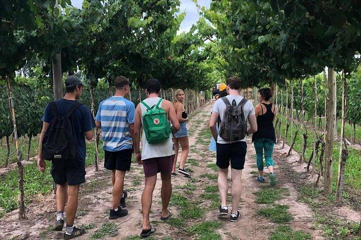 Self-Guided Bike Tour in Luján de Cuyo Wine Region (Mendoza)