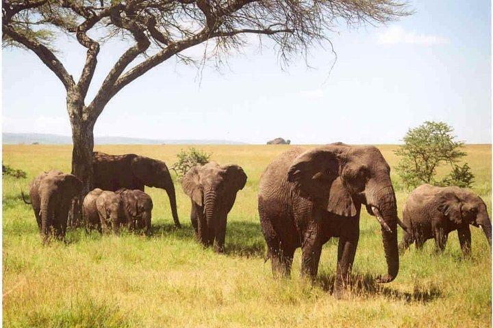 Day Tour: Arusha National Park