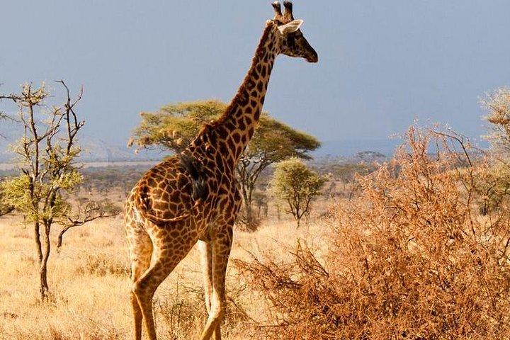 Day Tour: Arusha National Park