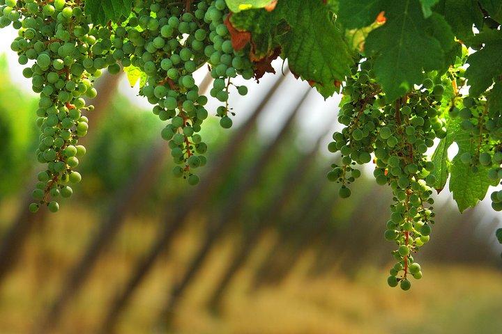 Private 8h Tour to winery in Franciacorta and Bergamo from Milan