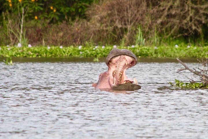 1 Day Lake Naivasha & Hell's Gate National Park Tour