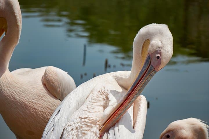 1 Day Lake Naivasha & Hell's Gate National Park Tour