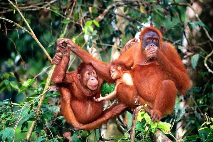 Bukit Merah Orang Utan Island & Perak Cave Temple Day Tour