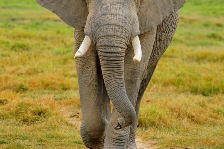 3 Days Masai Mara National Reserve Safari