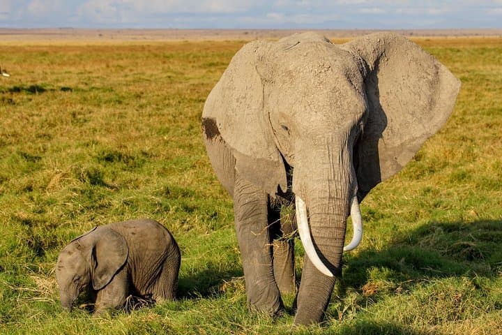 3 Days Amboseli National Park safari