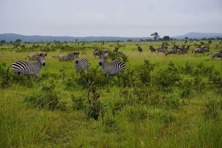 4 Days Mikumi & Udzungwa National Parks Safari