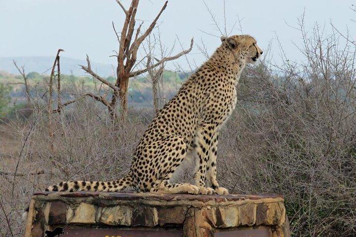 Safaris in Kruger National Park Full Day