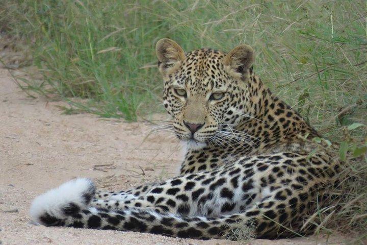 Safaris in Kruger National Park Full Day
