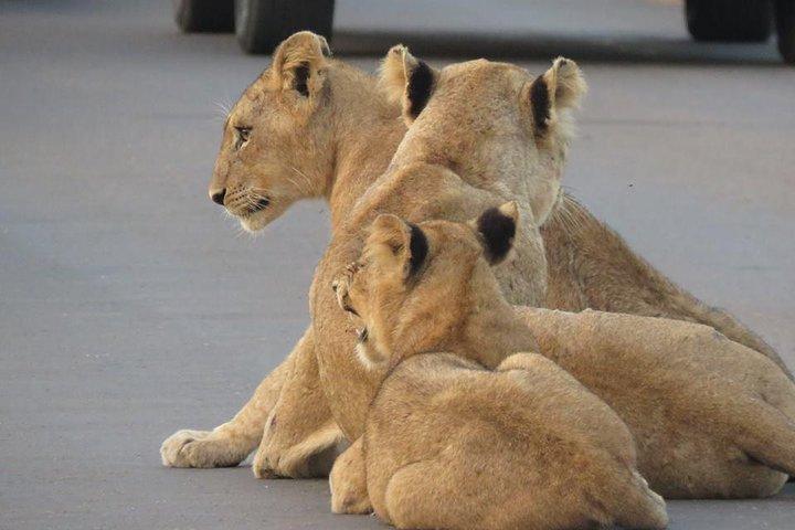 Safaris in Kruger National Park Full Day