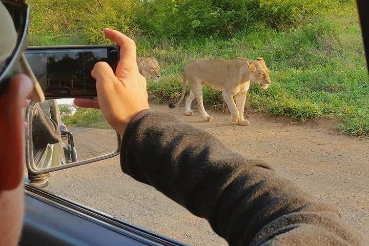 Safaris in Kruger National Park Full Day