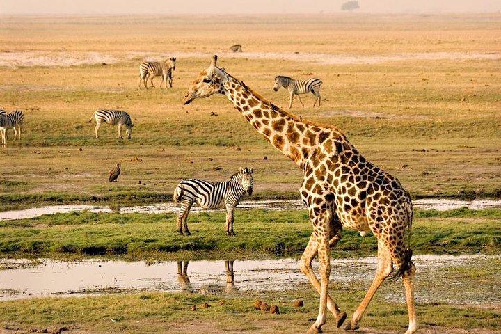 Chobe National Park Full Day Safari + boat cruise(Botswana)
