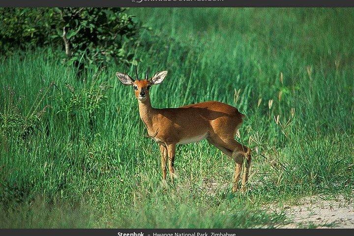 Hwange National Park Full Day Game Drive Safari