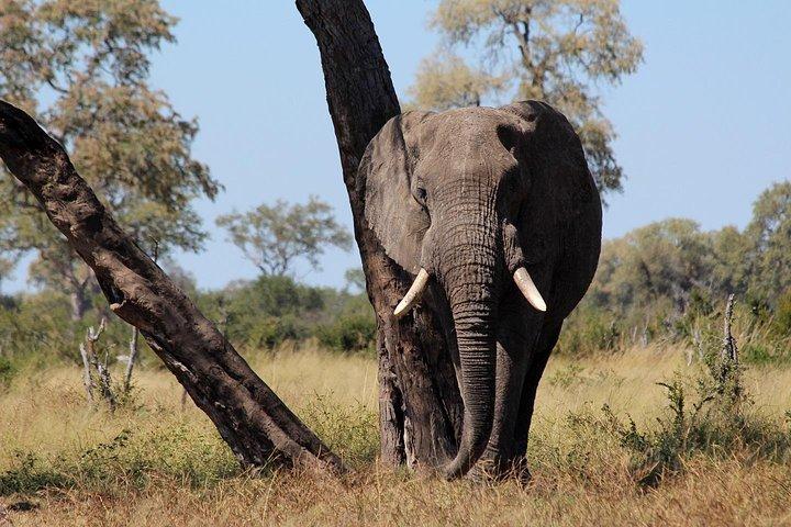 Hwange National Park Full Day Game Drive Safari