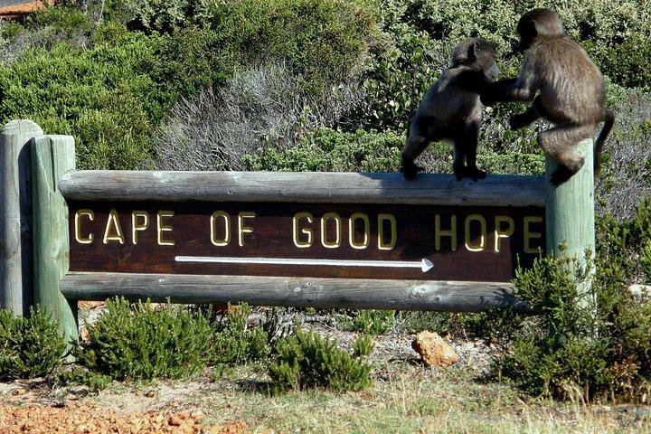 Cape of Good Hope, Cape Point & Penguins Private Afternoon Tour