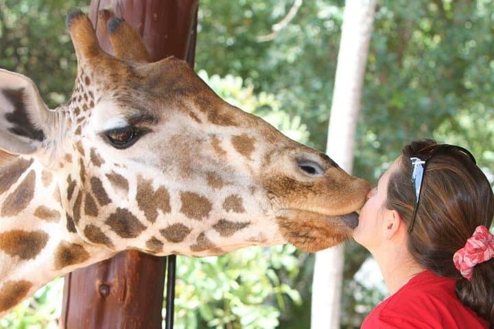 Karen Blixen Museum & Giraffe Centre Half day tour