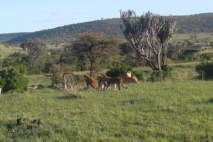 4 Days Maasai Mara and Lake Nakuru Unforgettable Safari