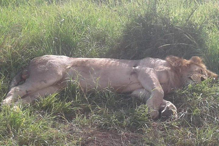 4 Days Wildebeest Migration Budget Safari Masai Mara