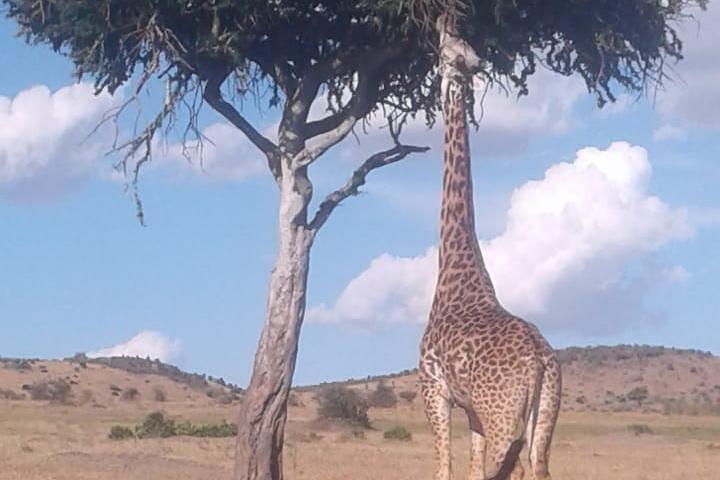 4 Days Wildebeest Migration Budget Safari Masai Mara
