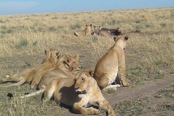 4 Days Wildebeest Migration Budget Safari Masai Mara