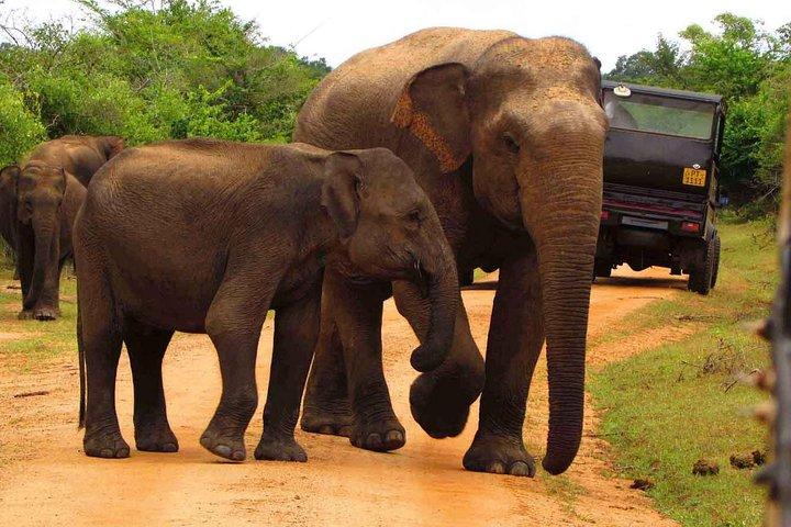 Day Excursions to Udawalawe from Colombo
