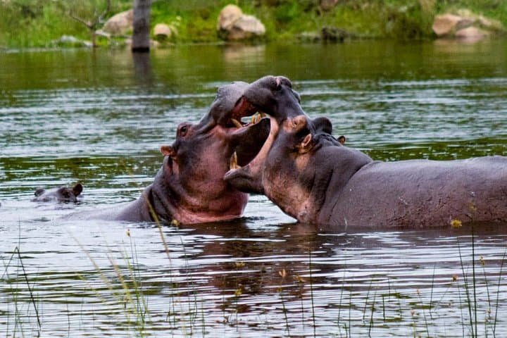 Kruger National Park, Safari Game Drive.