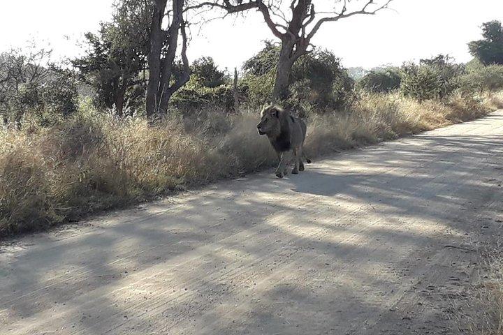 Budget 3 Day Kruger Safari from Johannesburg