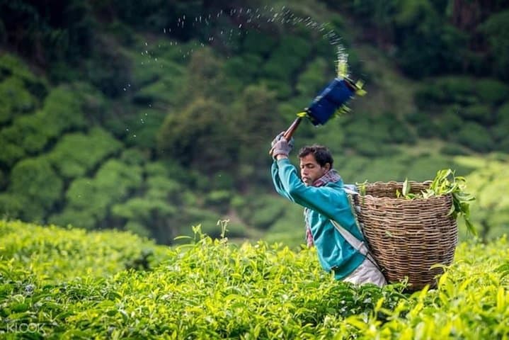 Full-day Cameron Highlands Day Trip from Kuala Lumpur