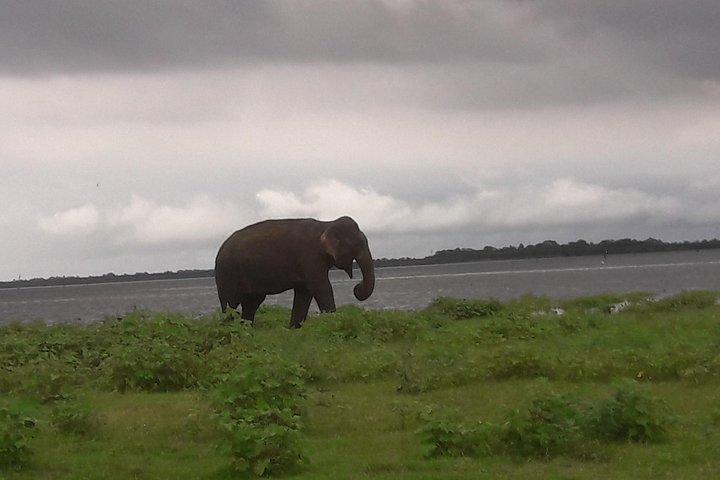Private Minneriya National Park Jeep Safari And Sigiriya Tour