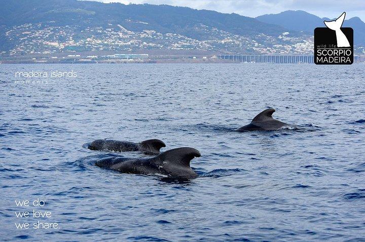Whale & Dolphin Watching boat trip