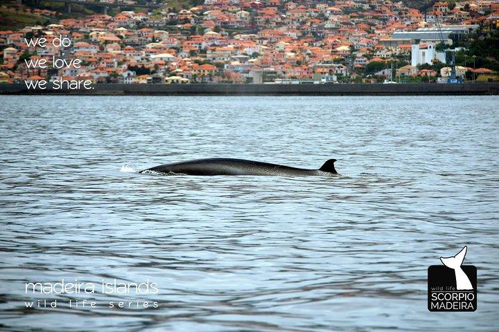 Whale & Dolphin Watching boat trip