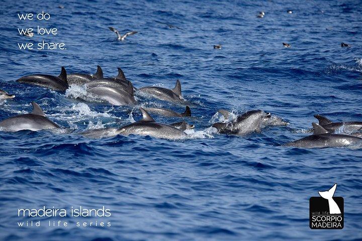 Whale & Dolphin Watching boat trip