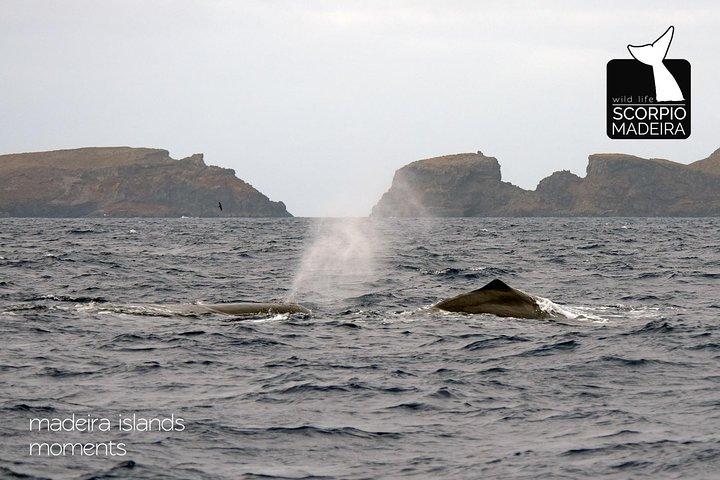Whale & Dolphin Watching boat trip