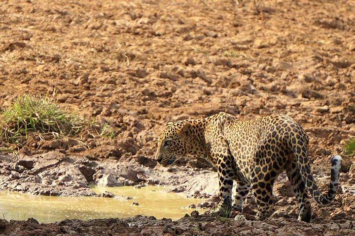 Yala National Park Leopard Safari - HALF DAY/FULL DAY TOUR