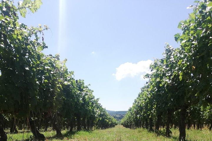 Open Top Van!! Half Day in Chianti with Wine Tasting