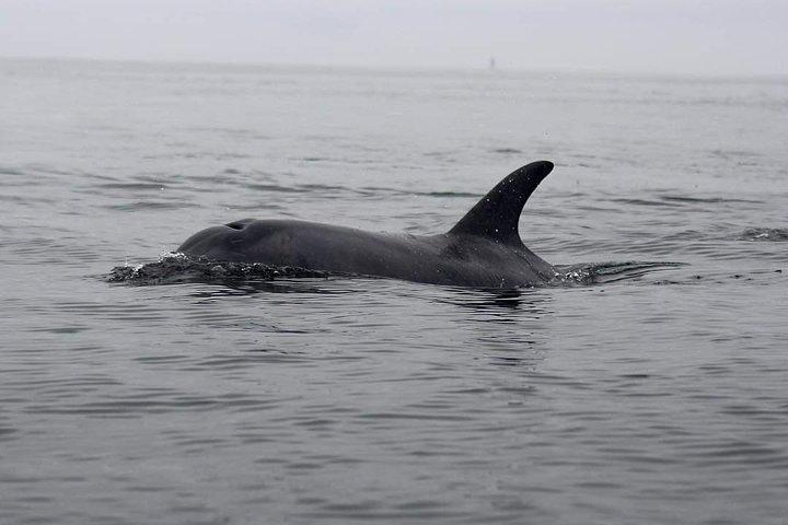 Half Day Kayaking Adventure in Walvis Bay