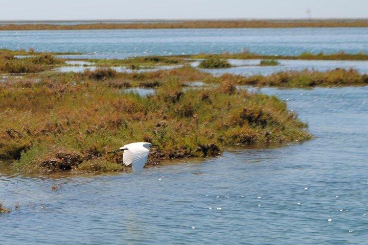 Short boat trip of the Algarve's Ria Formosa lagoon from Faro: 1 hour