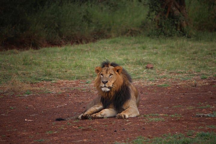 Nairobi National Park Half Day Tour