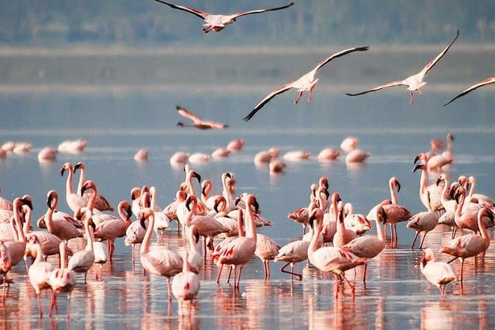 Day Trip: Lake Nakuru National Park and Lake Naivasha Boat Ride