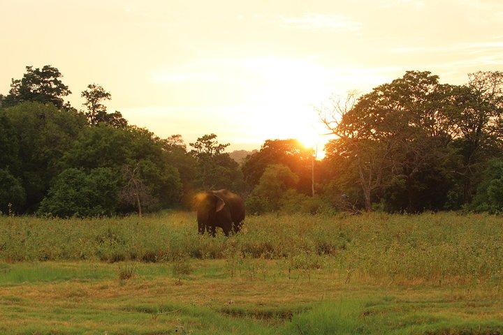 Minneriya National Park Safari from Polonnaruwa
