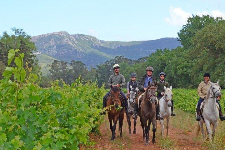 Horseback Riding, 4 Options-Mountain, Lesson Ring, Beach (2Hours)