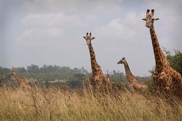 Nairobi Park 6.a.m - 11.a.m Wildlife Safari