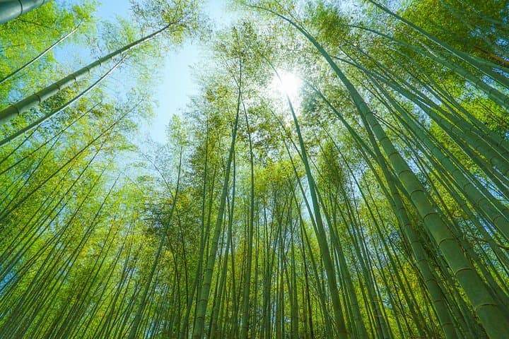 Fushimi Inari Hidden Hiking Tour (Private Option Available)