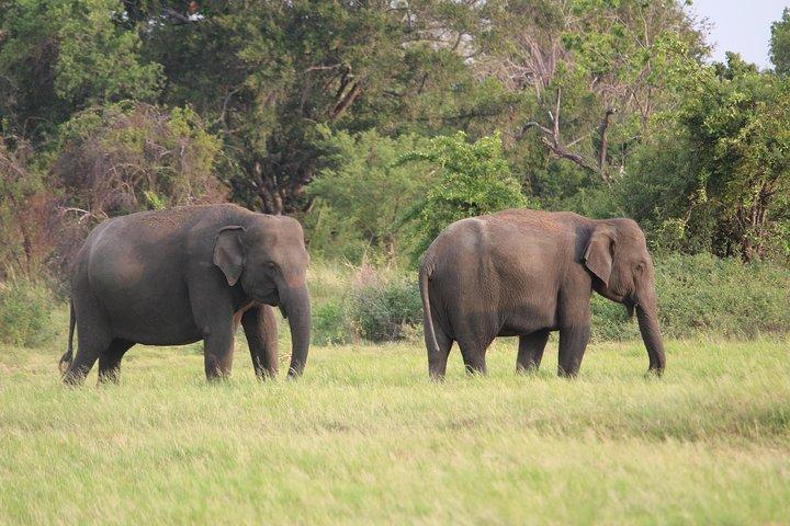 Minneriya National Park Safari from Polonnaruwa